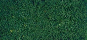 HEKI 1613 Microfeuillage, vert de pin