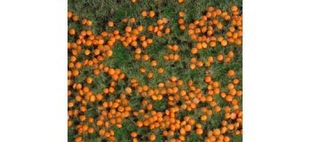 Modélisme ferroviaire : FALLER F180459 - Segment de paysage PREMIUM, champ de potirons