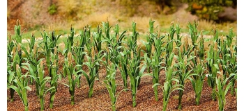 F181250 Plantes de mais