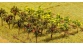 F181253 Arbres fruitiers espalier