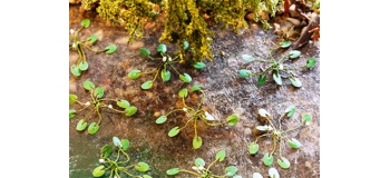 Train électrique : FALLER F181260 - nénuphars