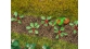 Modélisme ferroviaire : FALLER F181273 - Plants de Rhubarbe