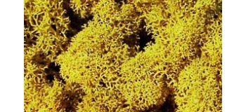 Heki 3215 Lichen Jaune