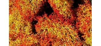 Heki 3216 Lichen Nuancé
