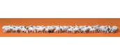 PREISER 14411 Troupeaux de moutons, 60 pièces