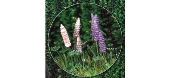 busch 1217 LUPINS POUR LISIERES