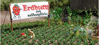 BU1265 - Fraisiers - Busch