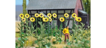 BUE1261 - Tournesols géants - Busch
