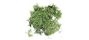 DOMU03904 - Lichen vert, 12g - Domus