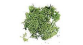 DOMU03904 - Lichen vert, 12g - Domus