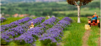 F181279 - Champ de lavande - Faller