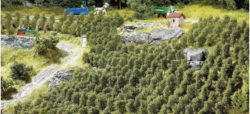 F181490 - Vignes à planter 36 pièces - Faller