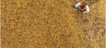 F170775 - Fibres de flocage PREMIUM, Foin, 6 mm, 30 g - Faller