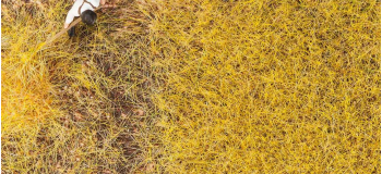 F170776 - Fibres de flocage PREMIUM, Paille, 6 mm, 30 g - Faller