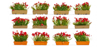 NO 14010 - Jardinières fleuries, rouges - Noch