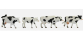 NO 17900 - Vaches noires-blanches - Noch