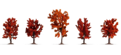 NO 25625 - Arbres d'automne 8-10 cm, 5 pcs - Noch