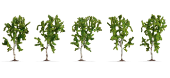 NO 25630 - Bouleaux 10 cm, 5 pcs - Noch