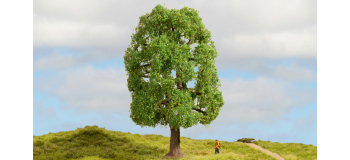 NO 20100 - Frêne, 20 cm - Noch