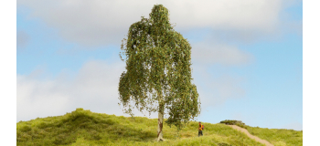 NO 20120 - Bouleau verruqueux, 18 cm - Noch