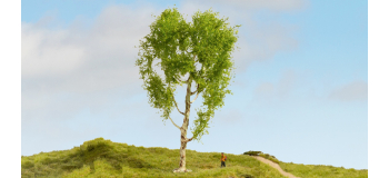 NO 20125 - Bouleau pubescent, 21 cm - Noch