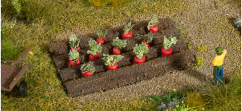 NO 13221 - Betterave rouge - Noch