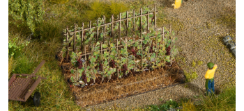 NO 13224 - Vignes avec des raisins noirs - Noch