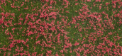 NO 07257 - Toison couverture végétale, Pré rouge, 12 x 18 cm - Noch