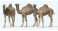PR20397 - Dromadaires - Preiser